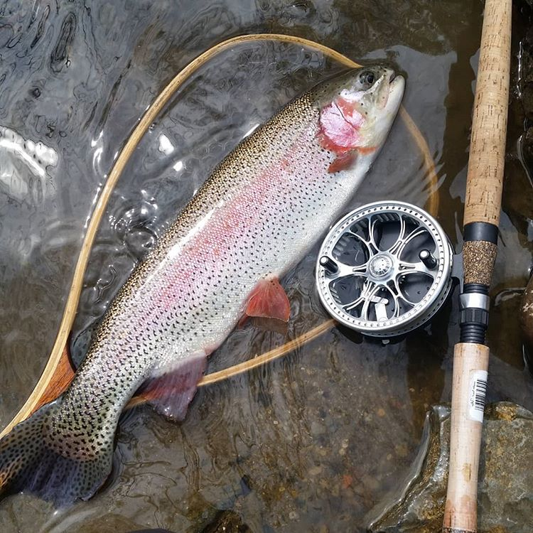 Kingpin Zeppelin 475 (4-3/4 inch)