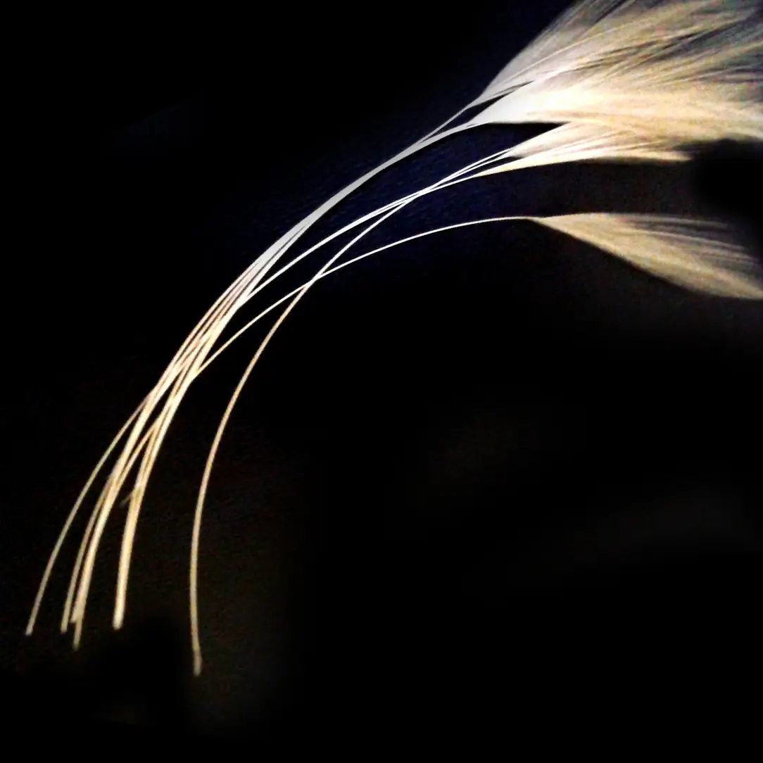 Skeena River “Ultimate Feelers” – Stripped Hackle Quills