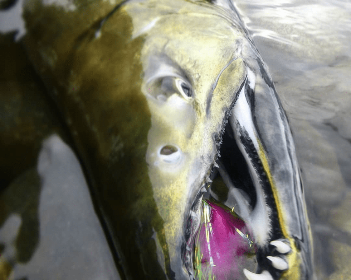 Pacific Angler Friday Fishing Report