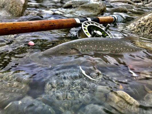 Pacific Angler Friday Fishing Report: November 17, 2023