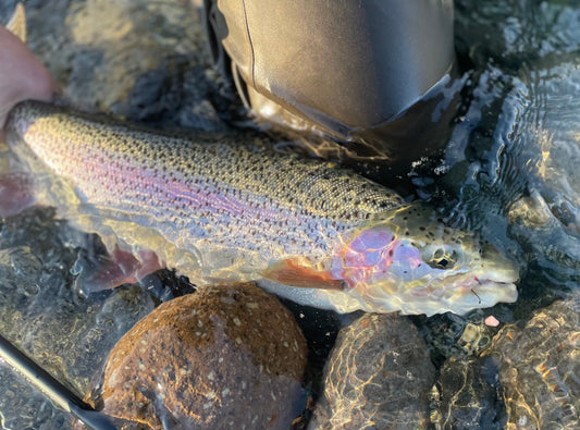 Pacific Angler Friday Fishing Report: January 23, 2026