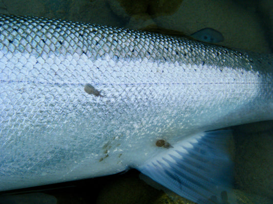 Pacific Angler Friday Fishing Report: December 19, 2025