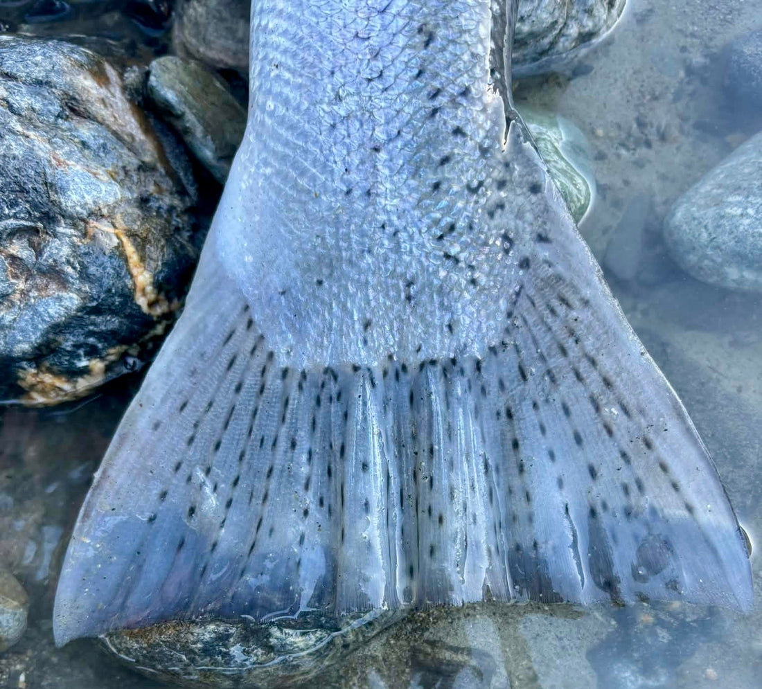 Pacific Angler Friday Fishing Report: January 30, 2026