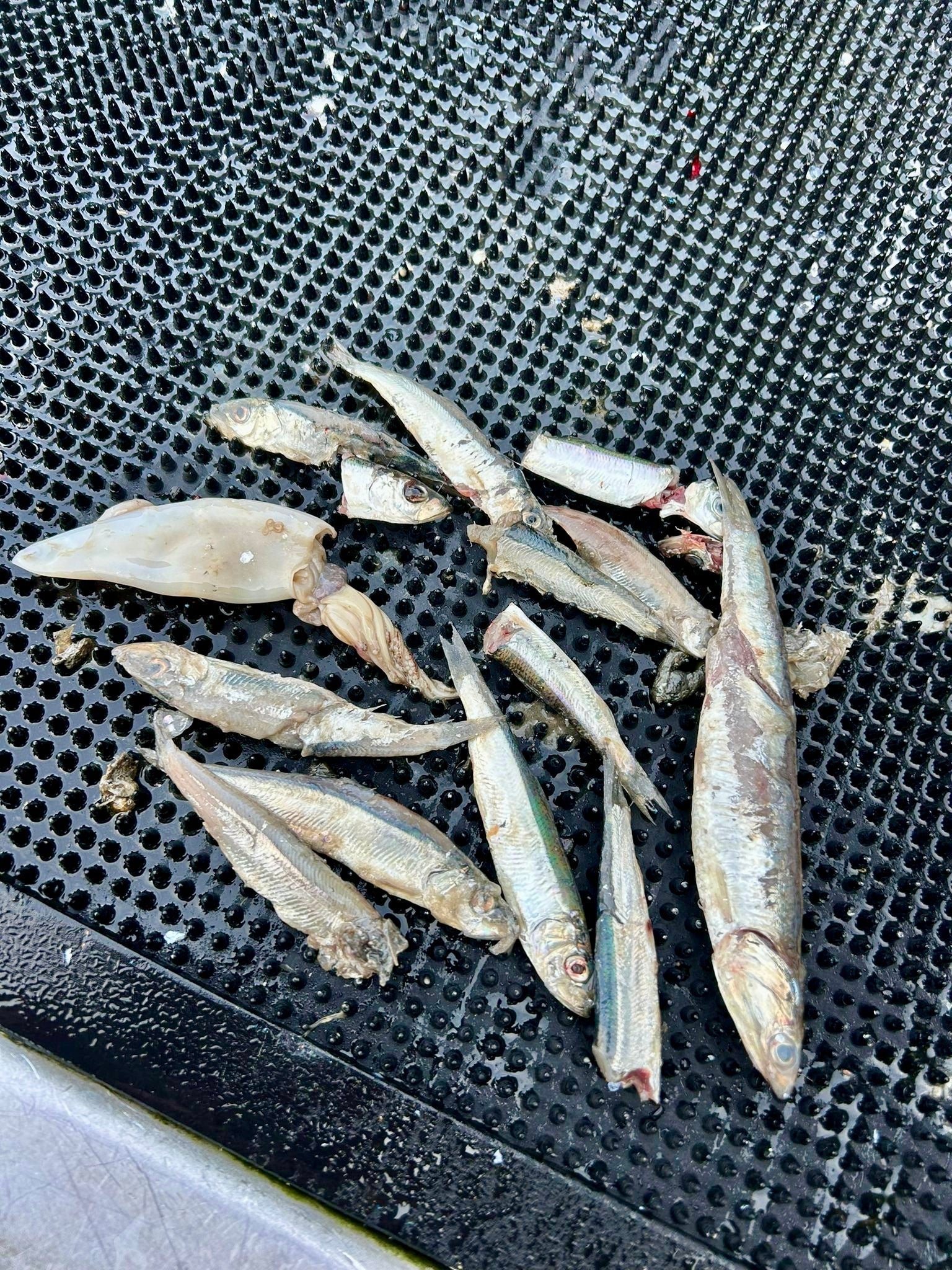 Pacifick Fish PACIFIC ANGLER FRIDAY FISHING REPORT JANUARY 24, 2024 – Pacific Angler