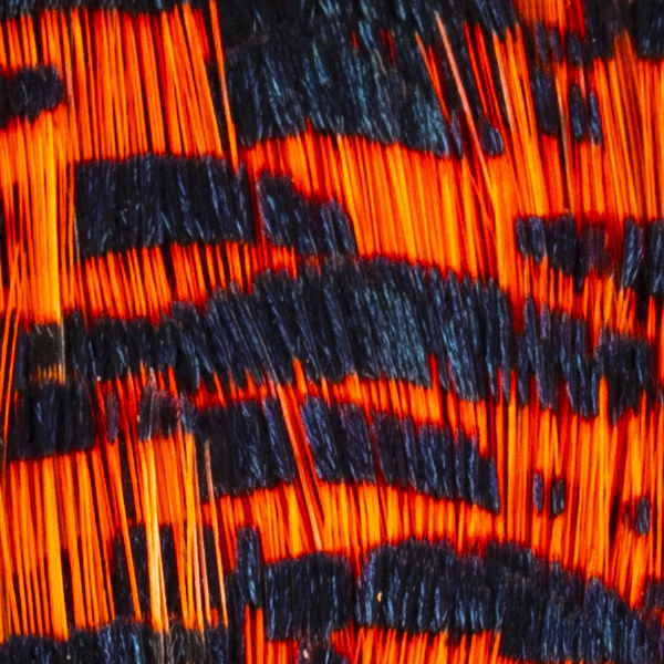 Shor Golden Pheasant Tippet - 12 Feathers