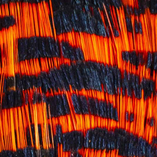 Shor Golden Pheasant Tippet - 12 Feathers