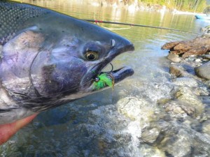 One of Andre's custom coho flies was too much for this fish to resist