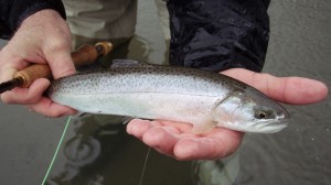 A nice cutthroat trout taken on the fly. 