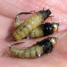 A real caddis larvae with two artifical