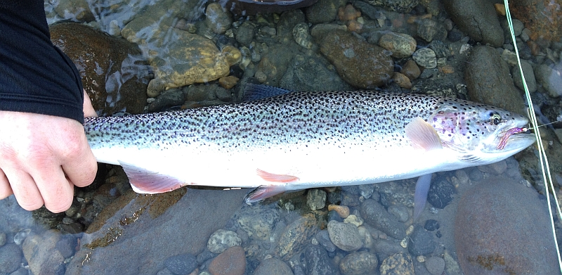 AS_Cutthroat_Course Image_2014