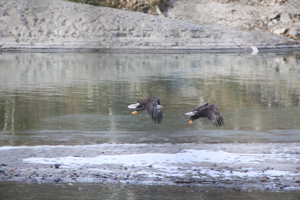 bald eagle alaska salmon birds canada british columbia 