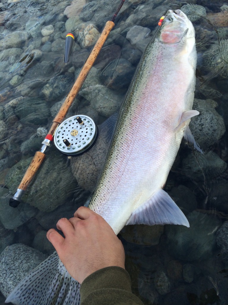 A nice steelhead caught on the Chilliwack this week.
