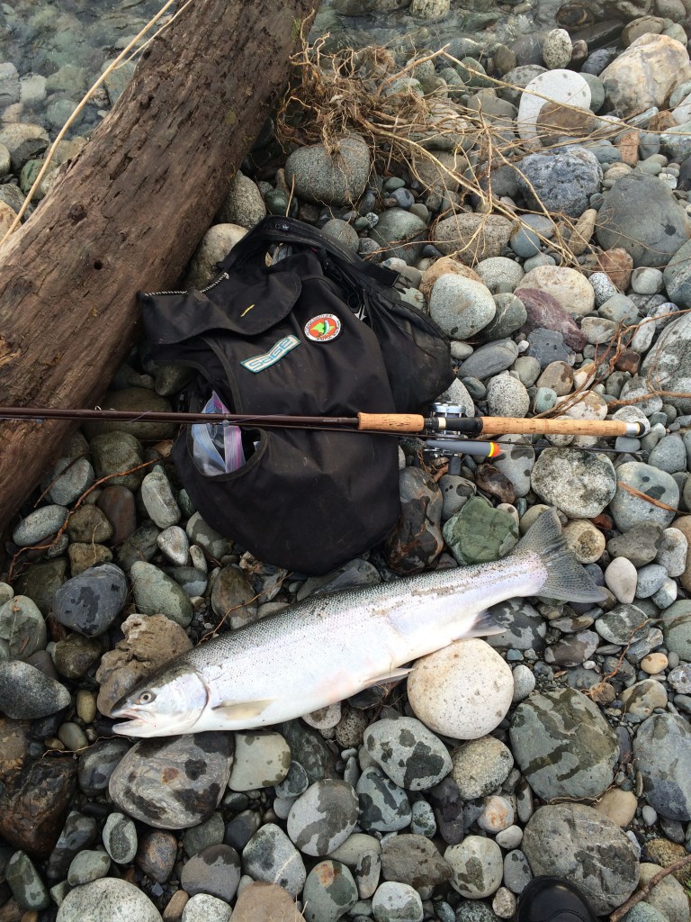 A nice steelhead caught by Pacific Angler guide Dimitri this week.