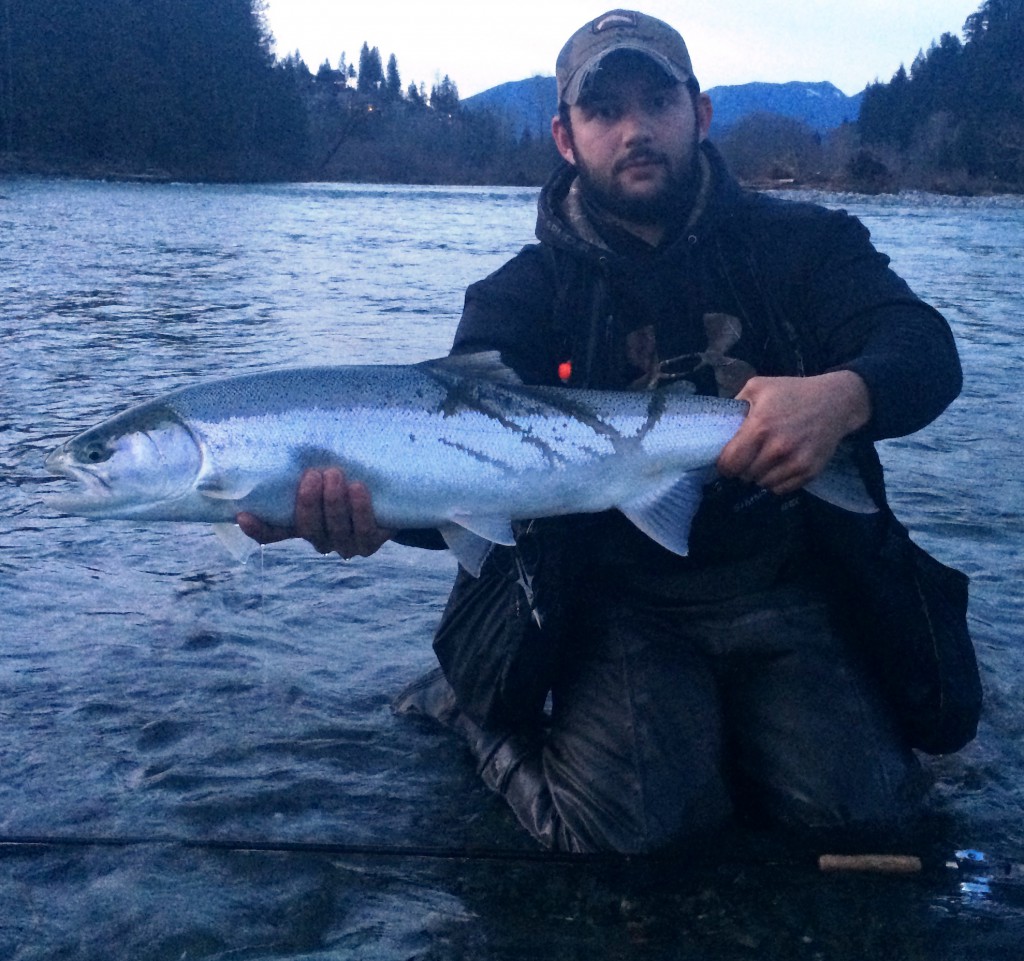 Vedder steelhead landed this week by Pacific Angler Guide Dimitri.