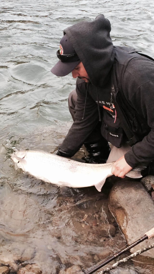 Another nice Chilliwack steelhead from this week.