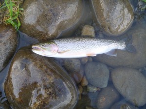 Stave cutthroat landed by our guests on a guided trip this week. 