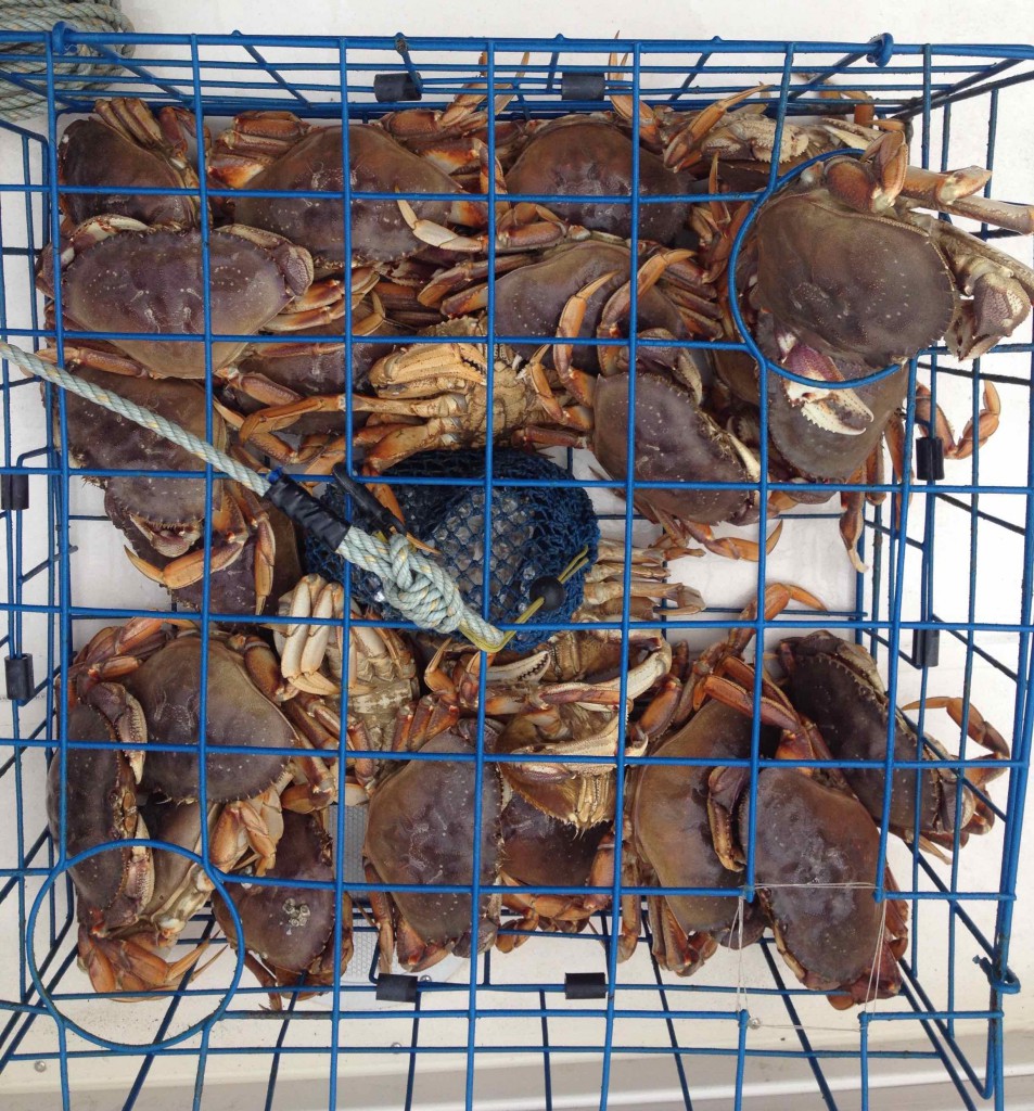 EM crab fishing reduced