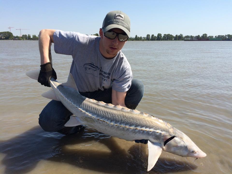 Sam with a Lower Fraser sturgeon caught on a lamprey on a recent trip out.