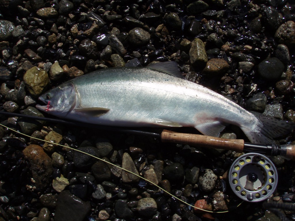 Pink salmon are coming soon!