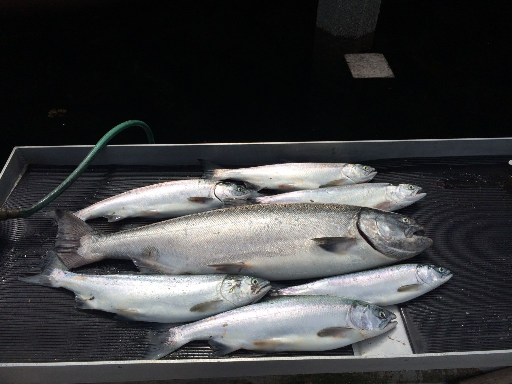 Vancouver_Salmon_Fishing_Charters