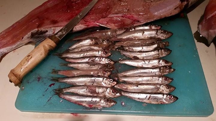 A customer shared this amazing picture with us! Look at all the herring in this winter chinook!!