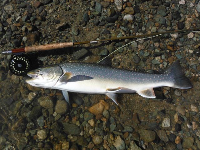 Pacific Angler_Greg_bulltrout trout