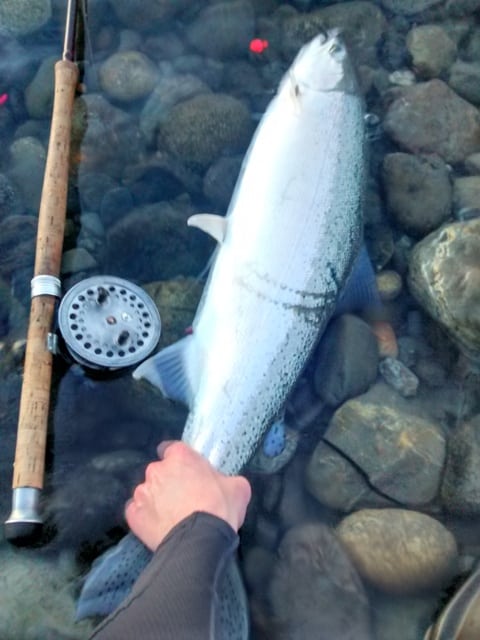 Nice Fish From The Chilliwack River last week