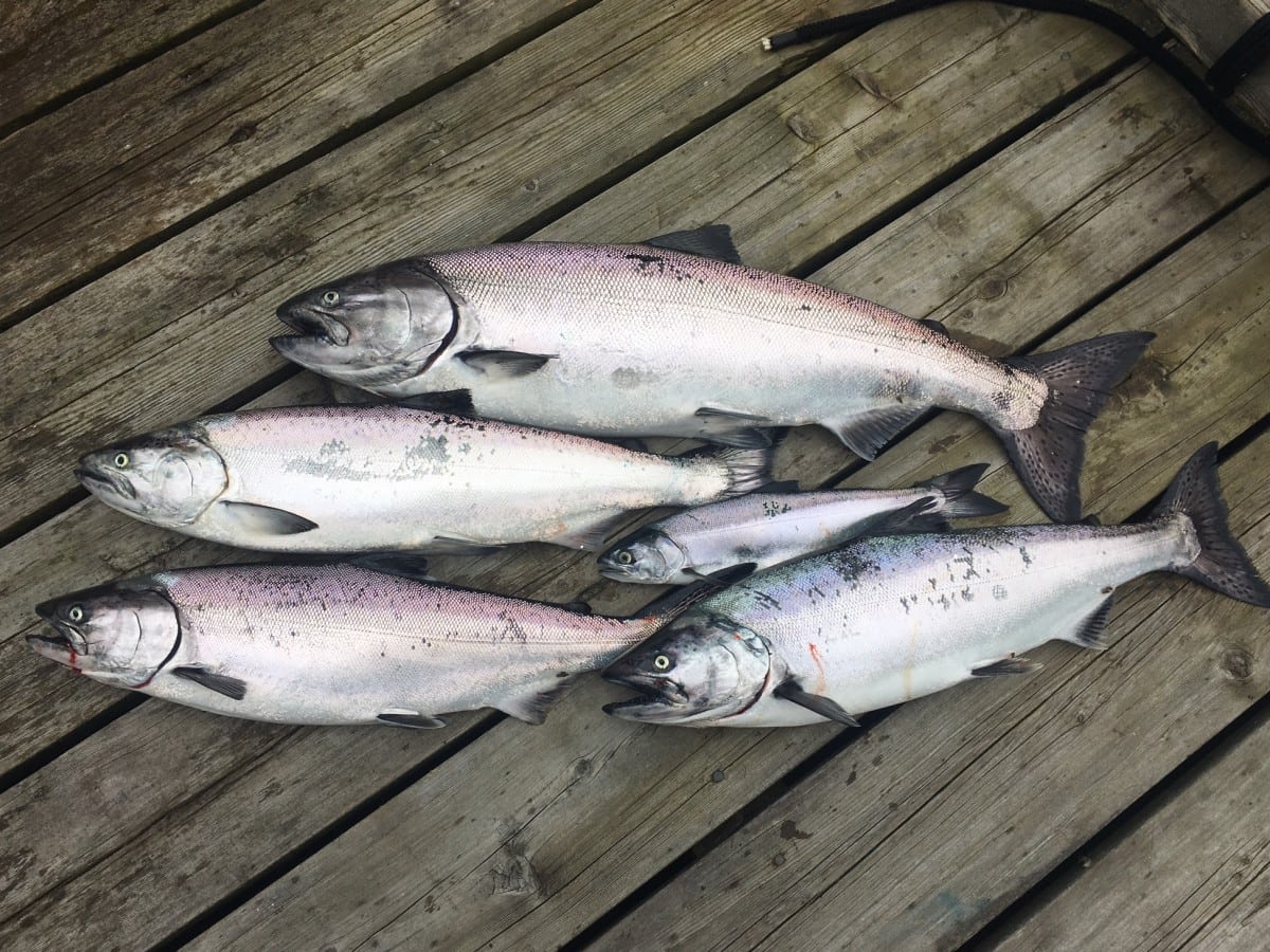 Pacific_Angler_Vancouver_Salmon_Fishing