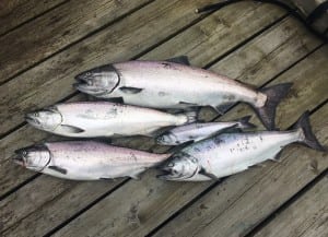 Pacific_Angler_Vancouver_Salmon_Fishing