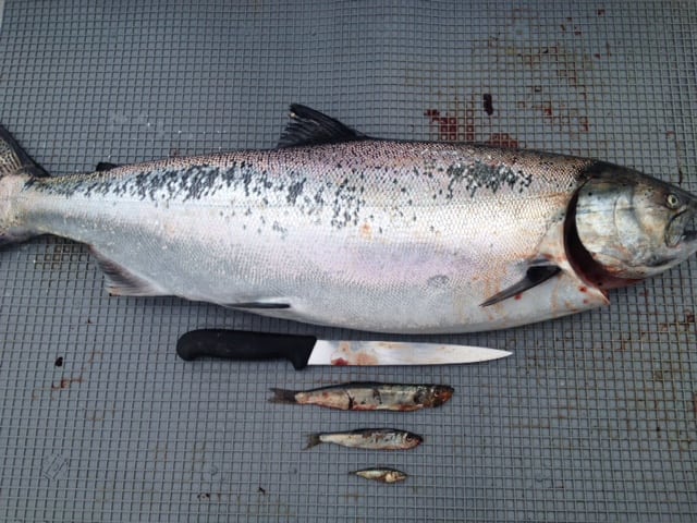 The bait in Vancouver Chinook