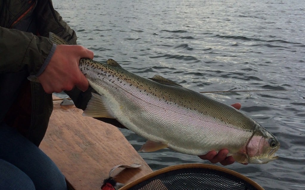 Beautiful Interior Lake Rainbow caught this week on a chironomid 