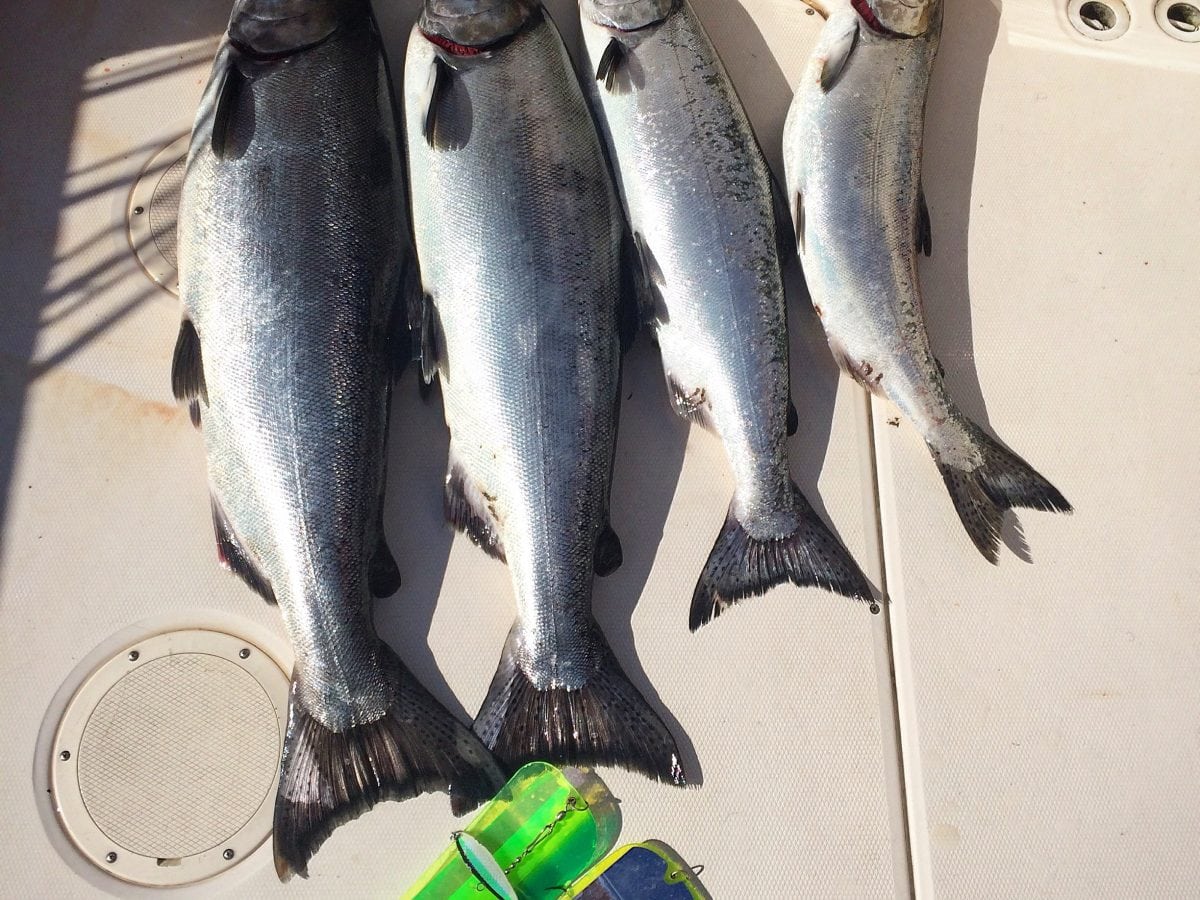 Pacific_Angler_Salmon_Fishing_Charters