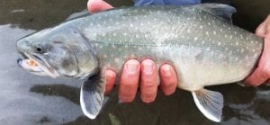 Pacific_Angler_Squamish_BullTrout