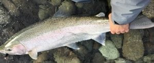 Pacific_Angler_Vedder_River_Guided_Trips