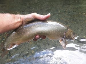 Skagit_River_Fishing