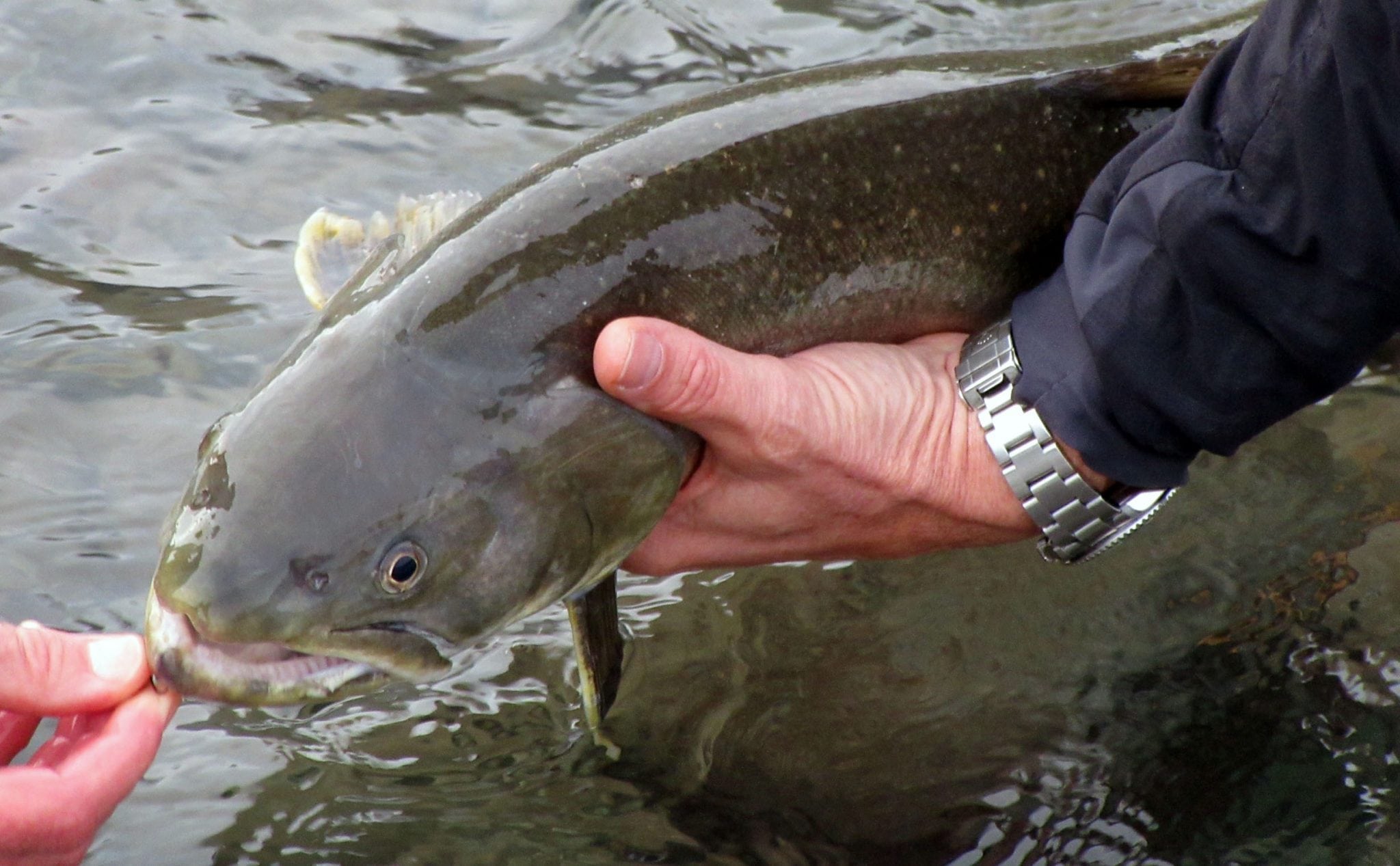 Squamish_River_Fishing_Report