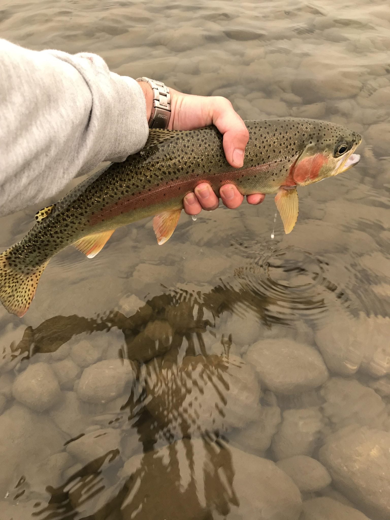 Thompson_River_Rainbow_Trout_Fishing