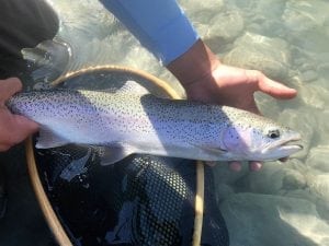 Squamish_RIver_Rainbow_Trout_Fishing