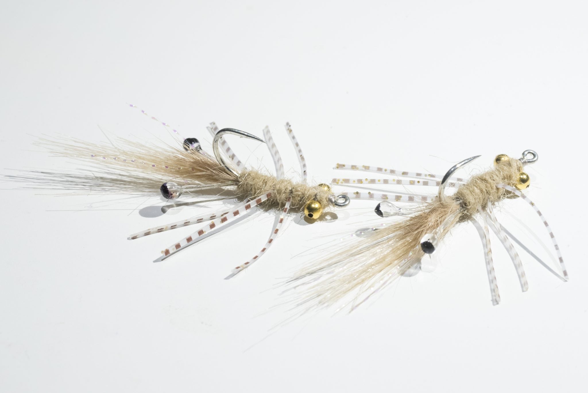 Veverka's Mantis Shrimp Pacific Angler