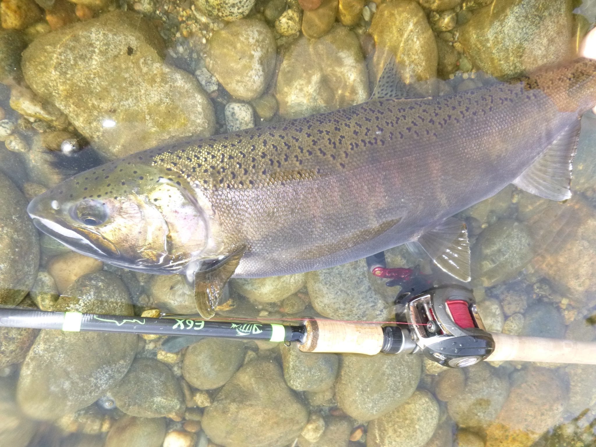 Vedder_River_Fishing_Report