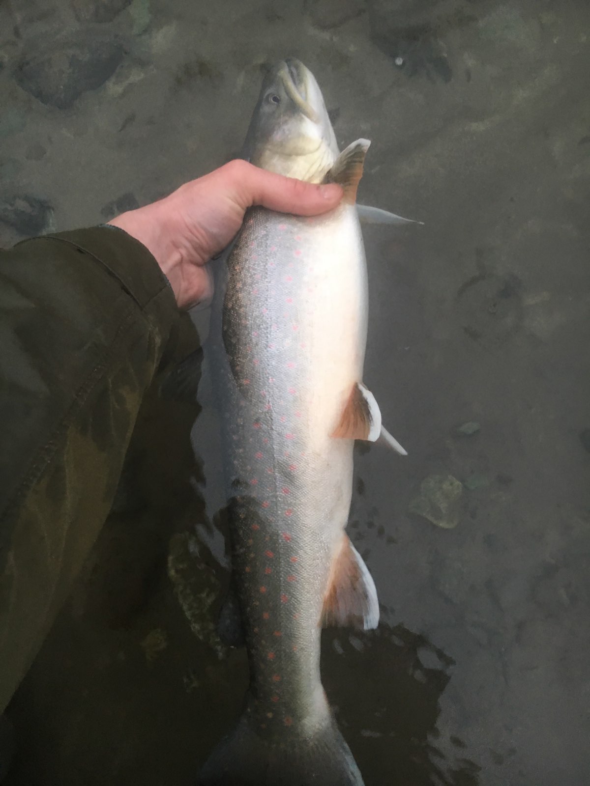 Squamish_River_Bulltrout_Fishing