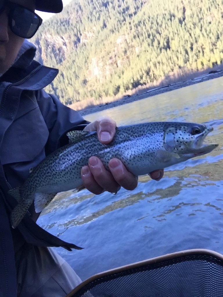 Rainbow_Trout_Squamish_River