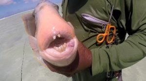 Trigger teeth on fish