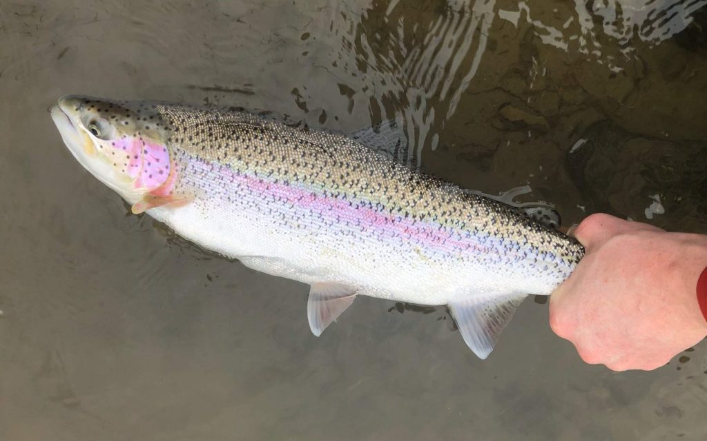 rainbow_trout_squamish