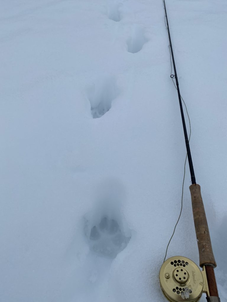 wolf_track_in_snow