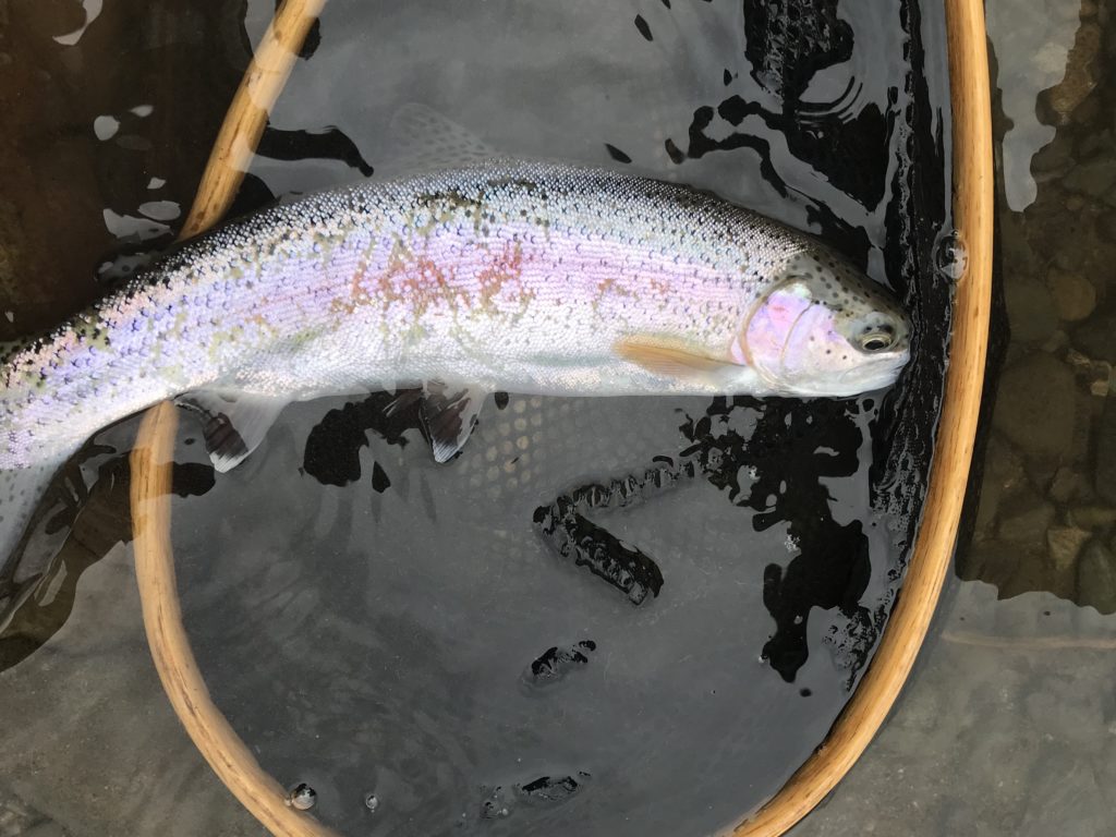skagit_river_rainbow_trout