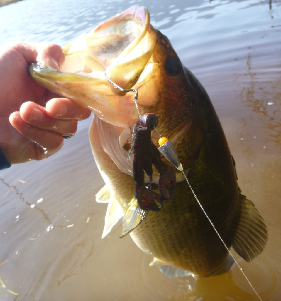 bass-with-creature-bait