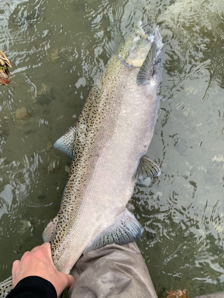 River_Fishing_Vedder_Chinook