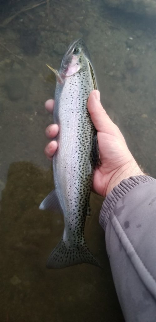 River_fishing_Squamish_Cutthroat