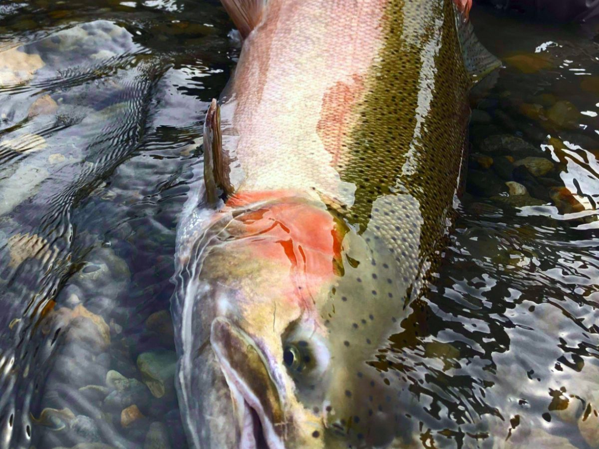 River_fishing_Vedder_wild_buck